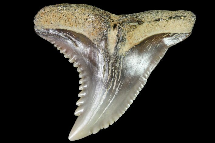 Hemipristis Shark Tooth Fossil - Virginia #96552